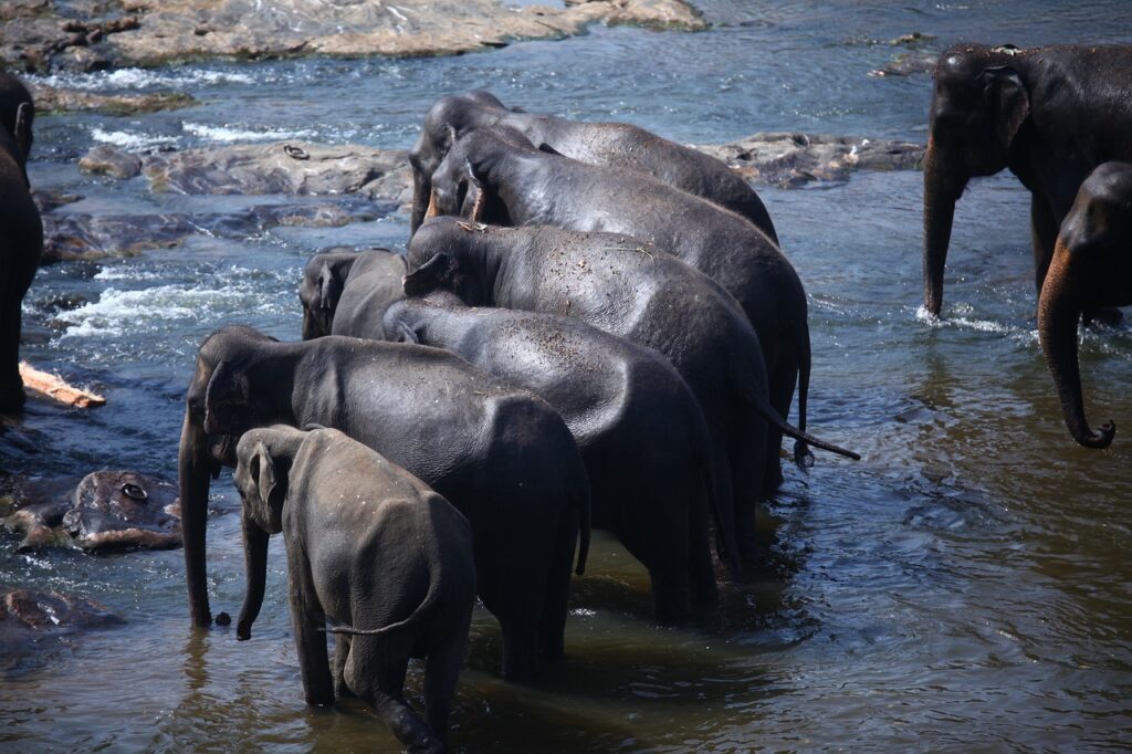 elephants, herd, family